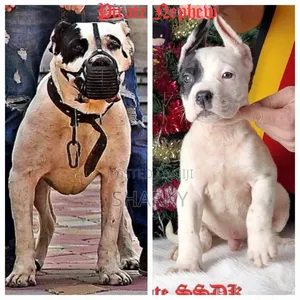 1-3 months Male Purebred Presa Canario