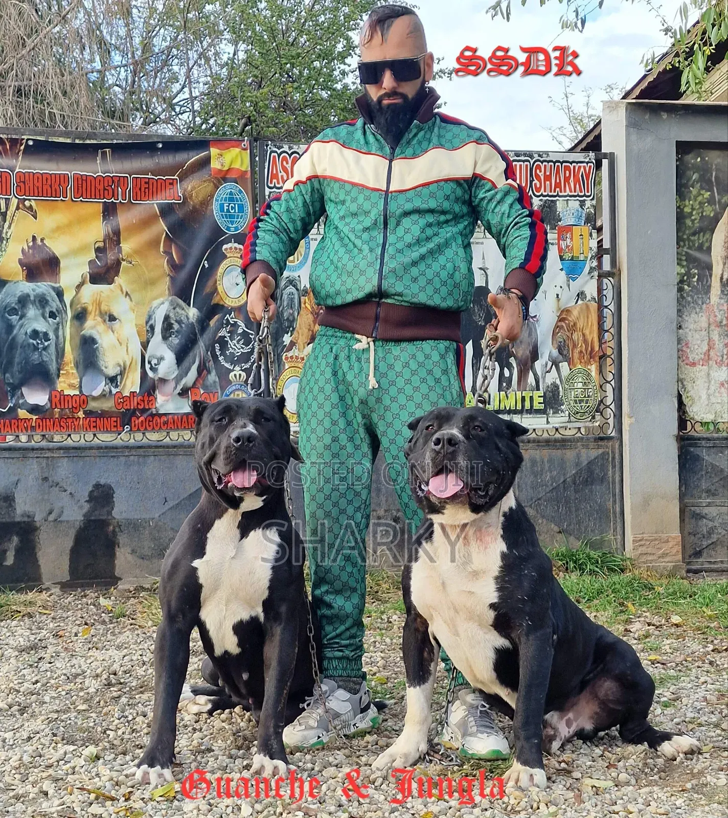 1-3 months Male Purebred Presa Canario