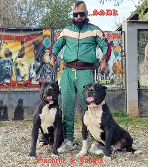 1-3 months Male Purebred Presa Canario