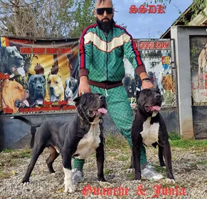 1-3 months Male Purebred Presa Canario