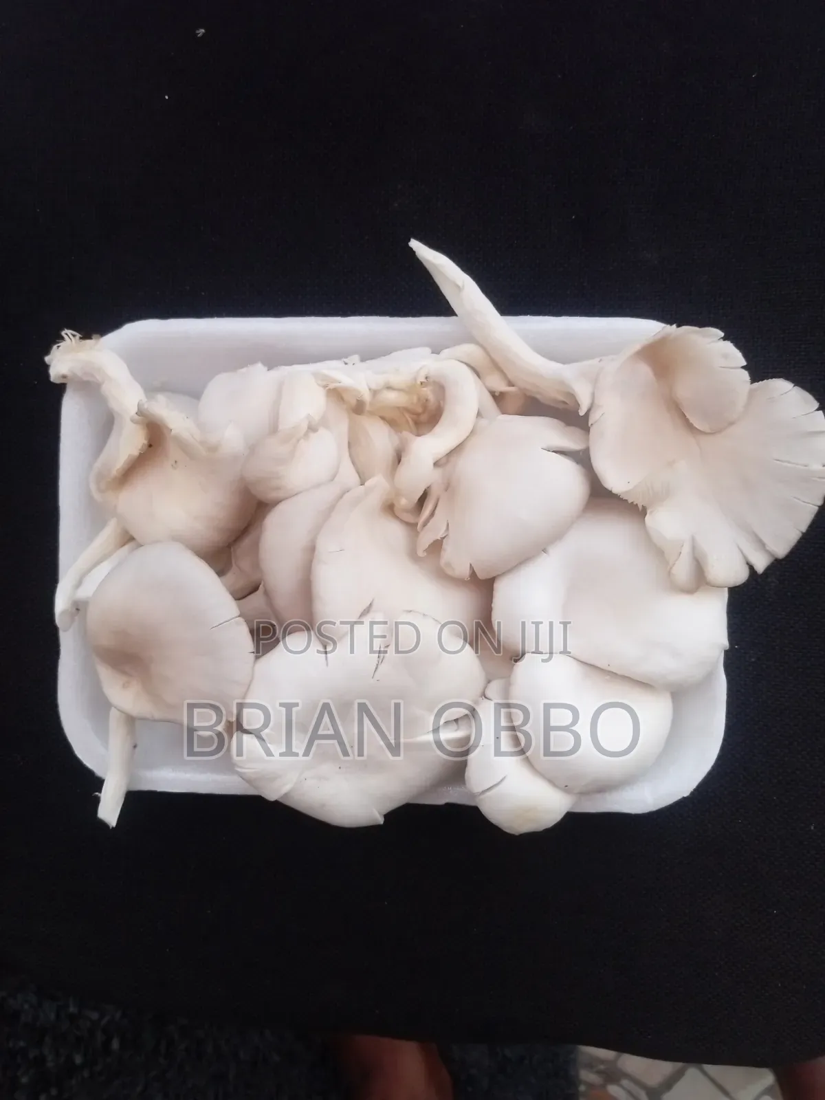Oyster Mushrooms