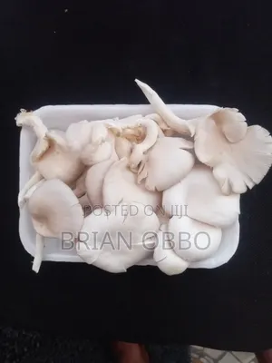 Oyster Mushrooms