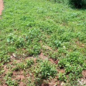 Namere Town Land for Sell