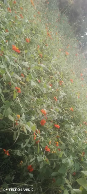 Mexican Sunflower