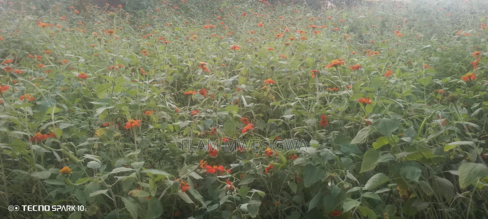 Mexican Sunflower