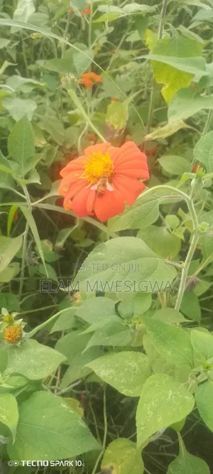 Mexican Sunflower