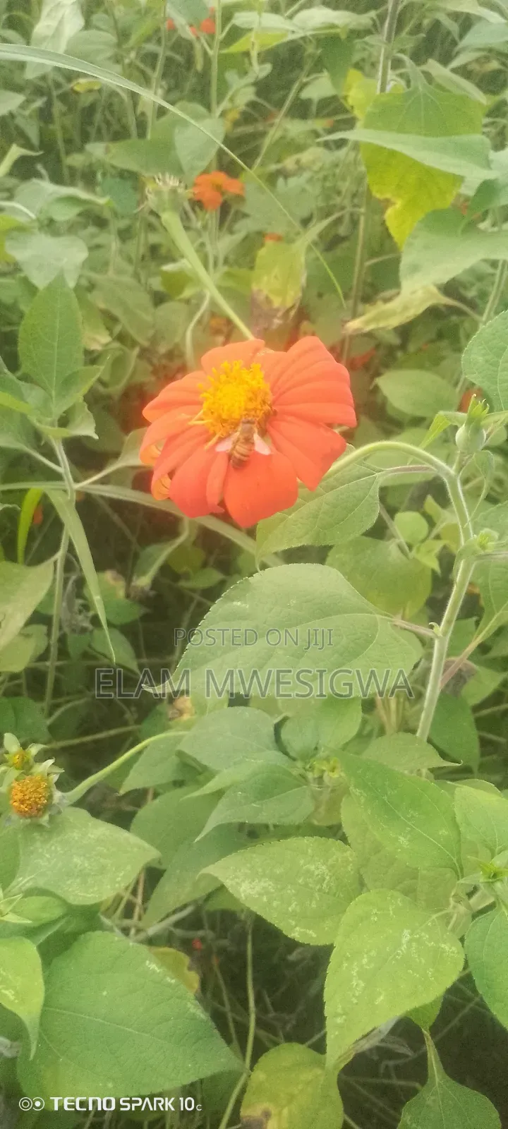 Mexican Sunflower