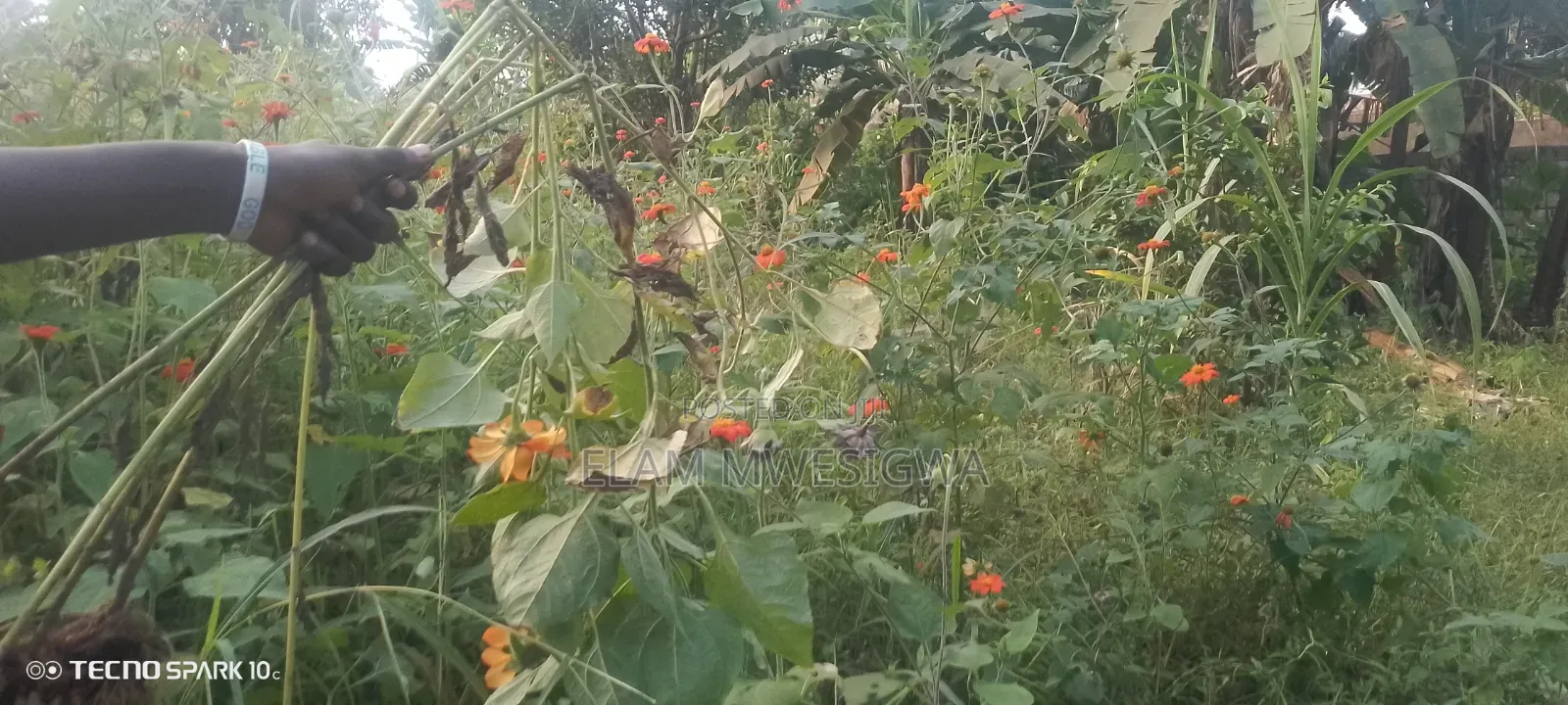 Mexican Sunflower