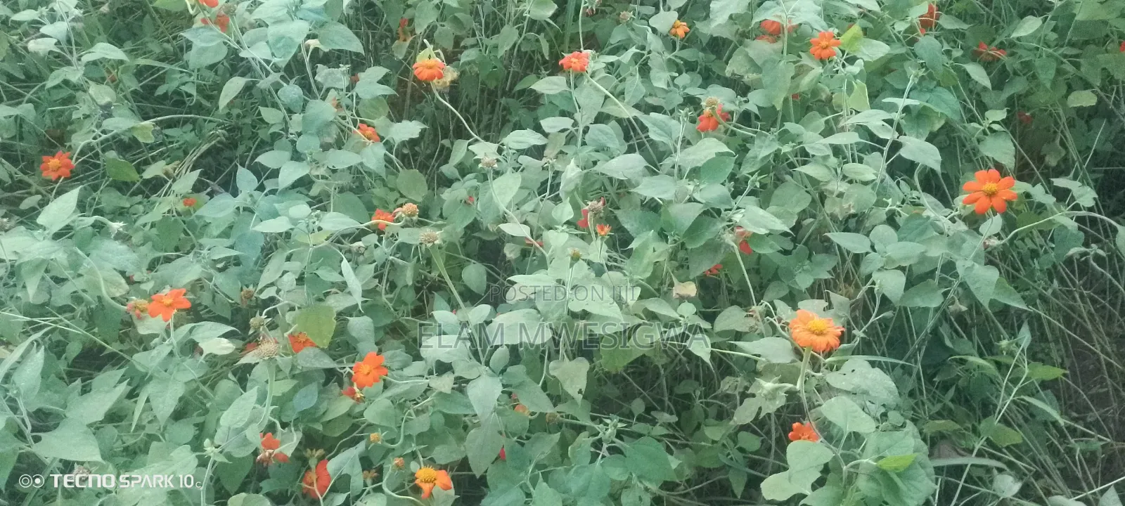Mexican Sunflower