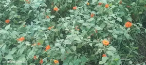 Mexican Sunflower