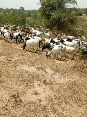 Goats on Sale