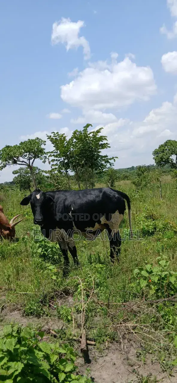 High Quality Cows for All Products