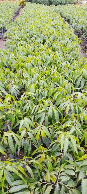 AShocko Tree