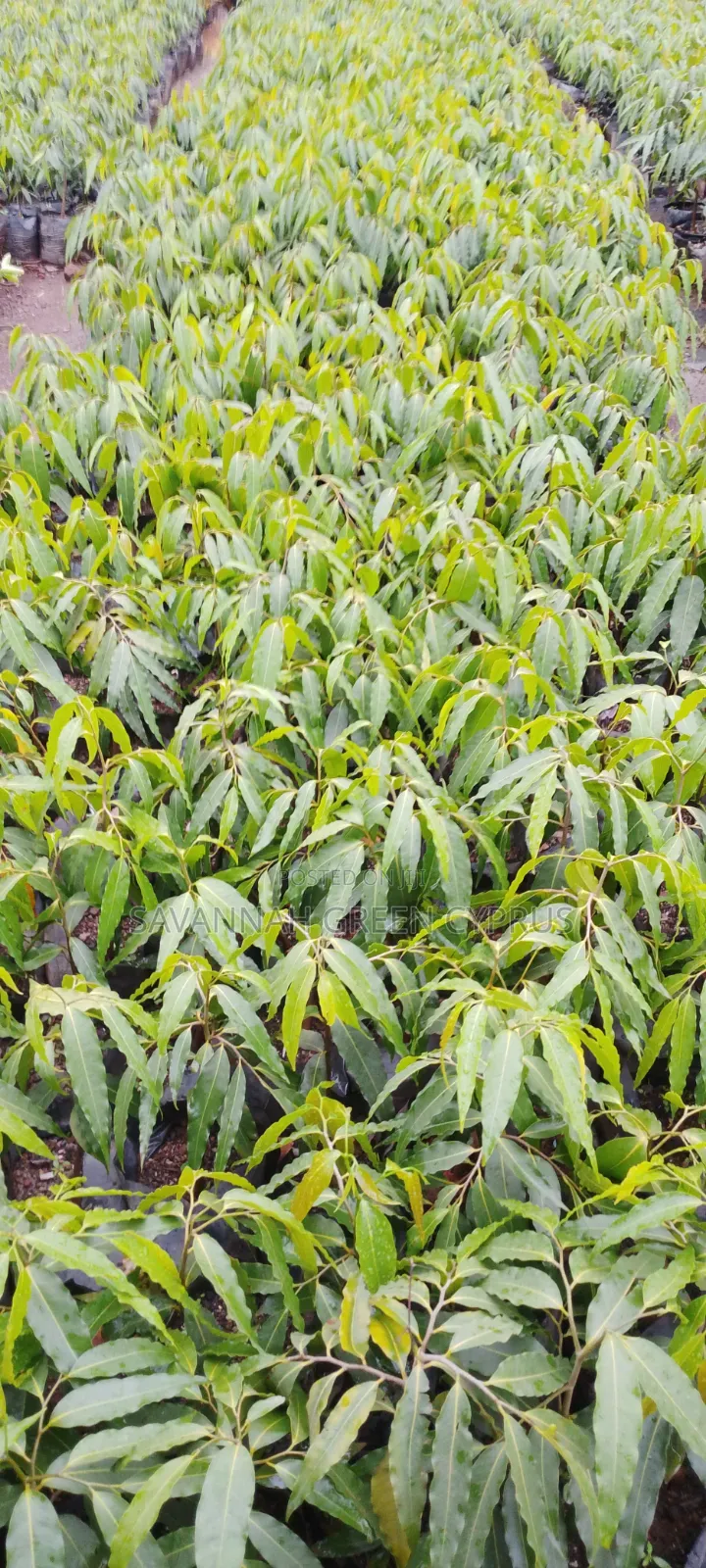 AShocko Tree
