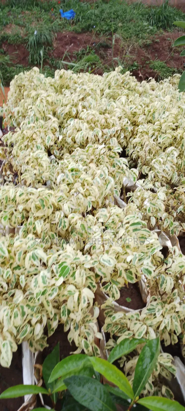 Faicus White