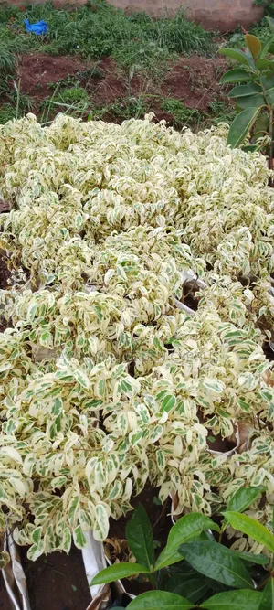 Faicus White