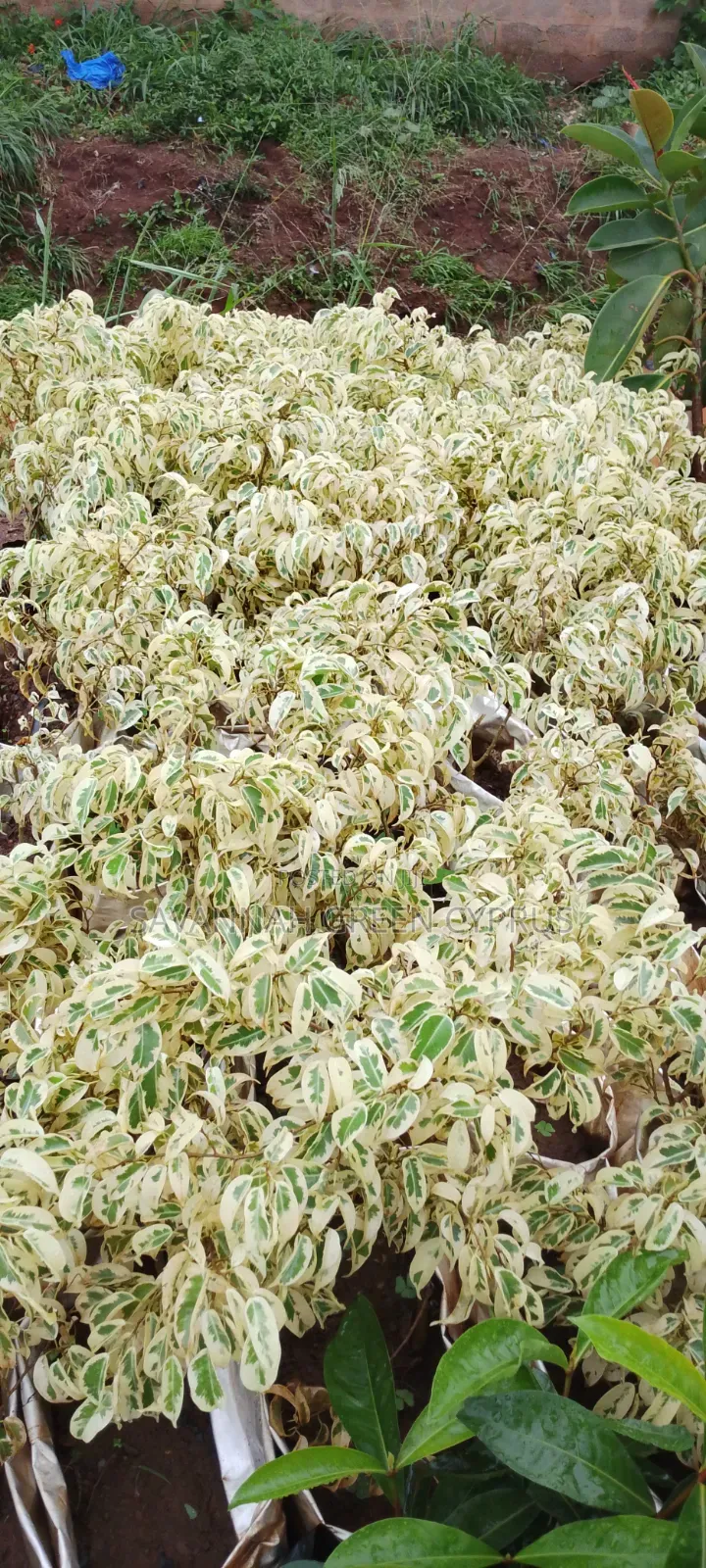 Faicus White