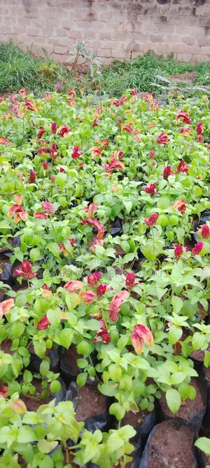 Candle Red Colour