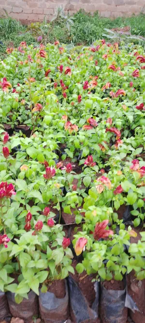 Candle Red Colour