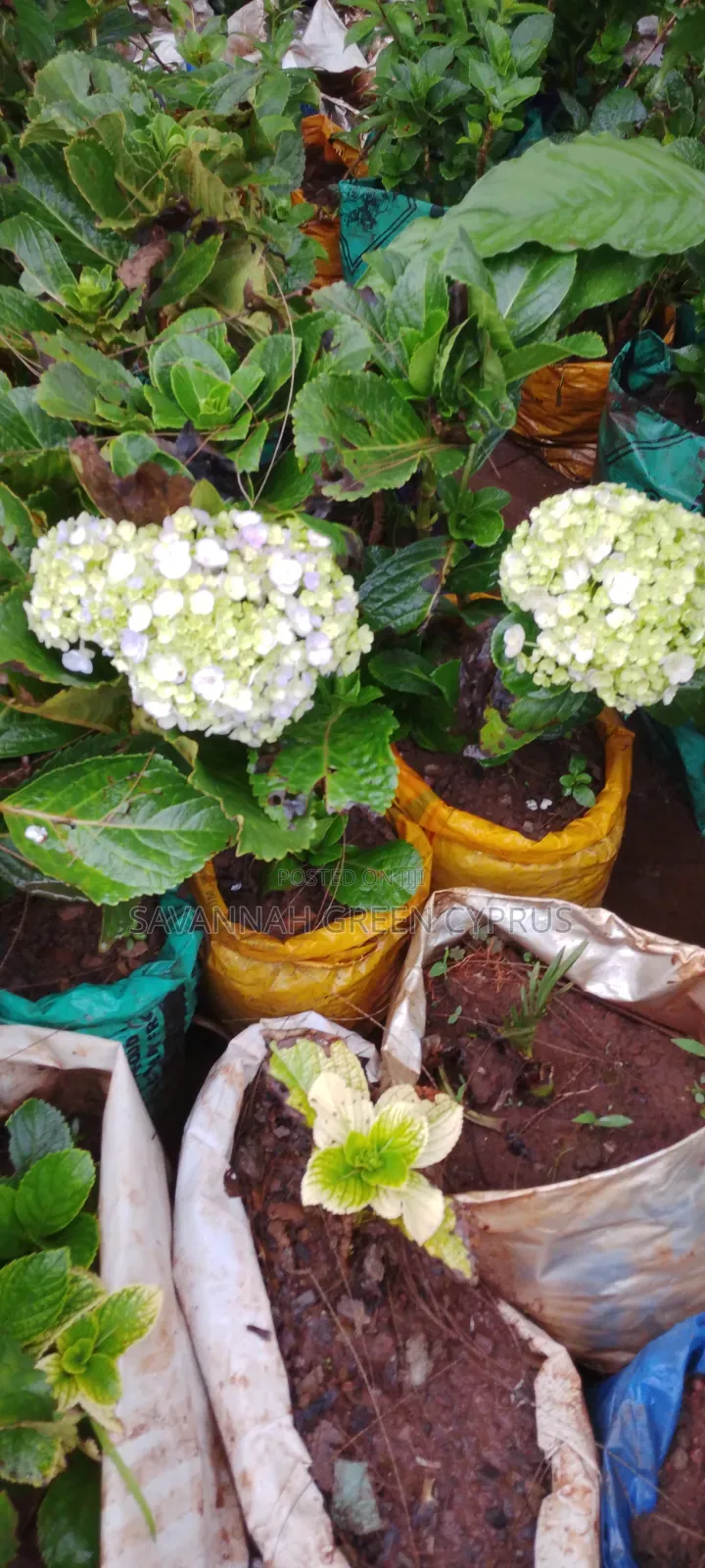 Hydrangea Pink