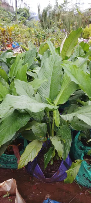 Indoor Peace Lily