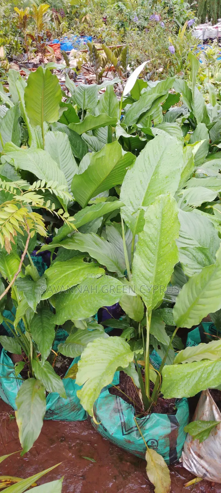 Indoor Peace Lily