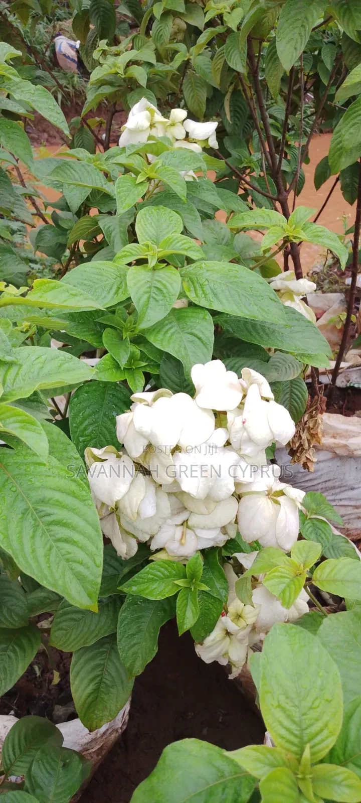Musayenda Pink and White
