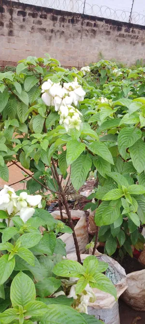 Musayenda Pink and White