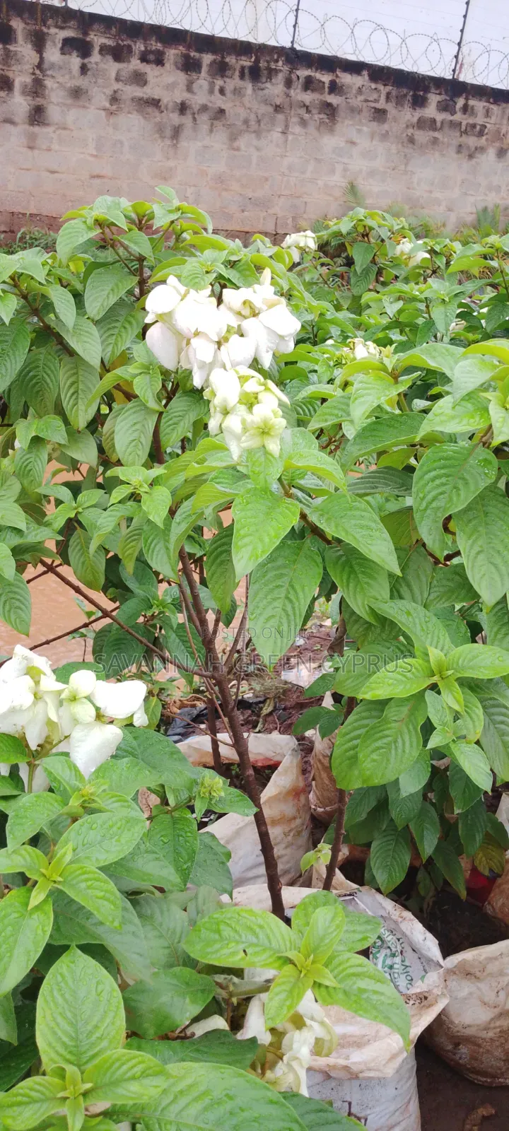 Musayenda Pink and White