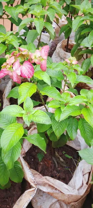 Musayenda Pink and White