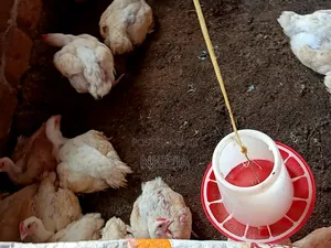 Broiler Chickens