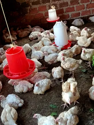 Broiler Chickens
