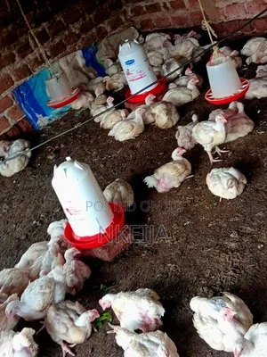 Broiler Chickens