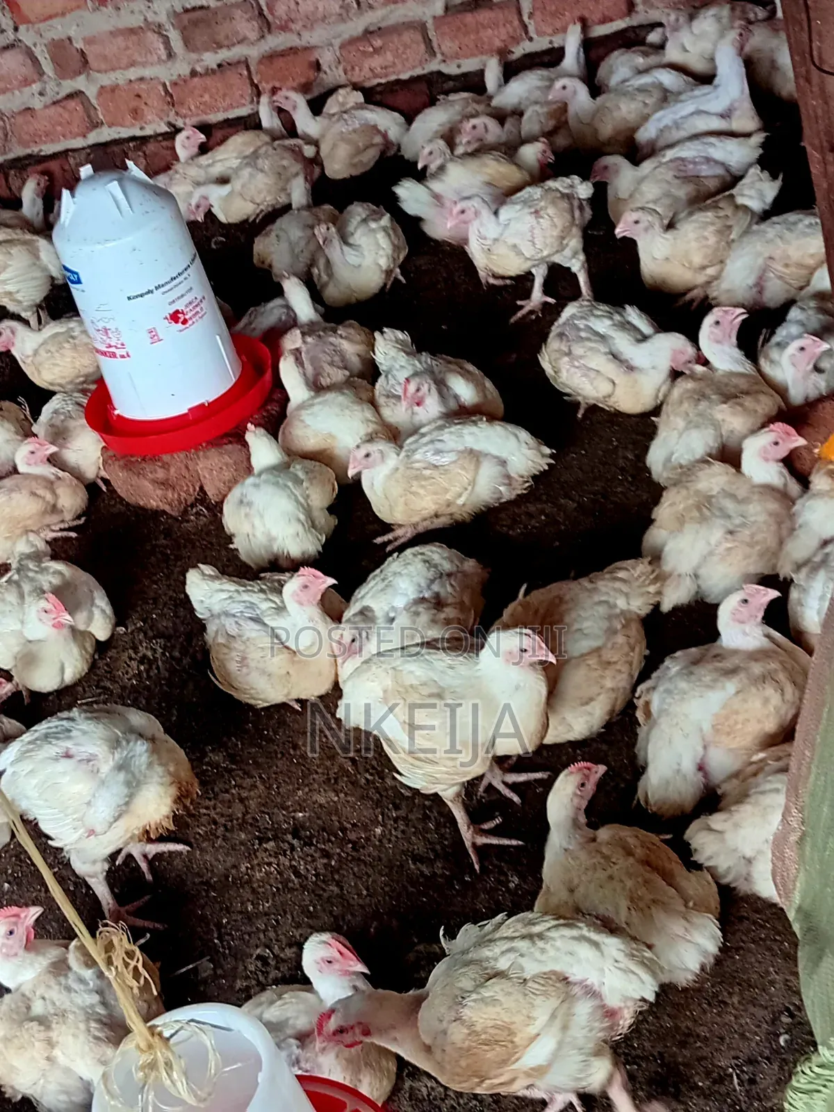 Broiler Chickens