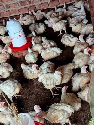 Broiler Chickens
