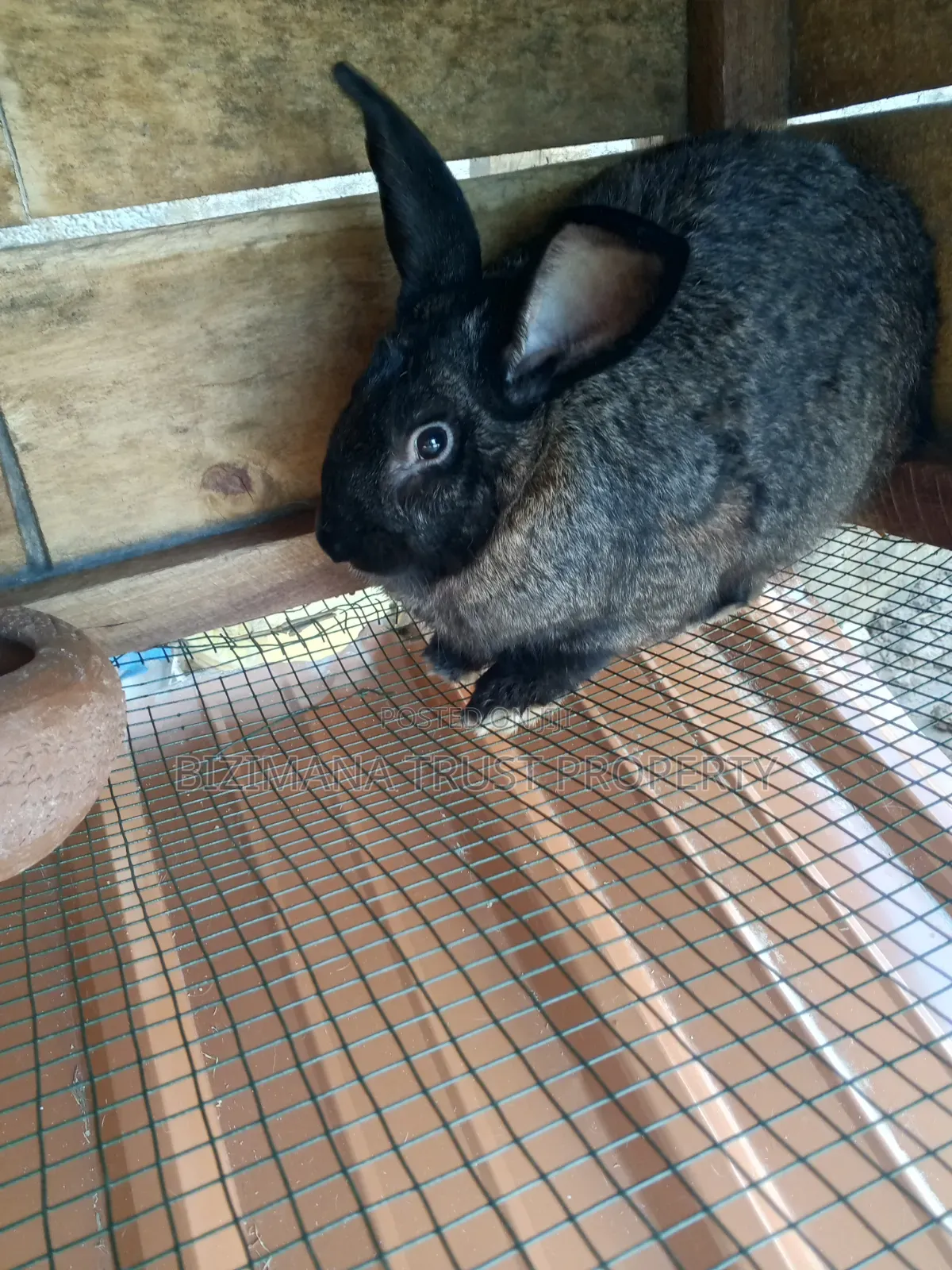 Chinchilla Rabbits