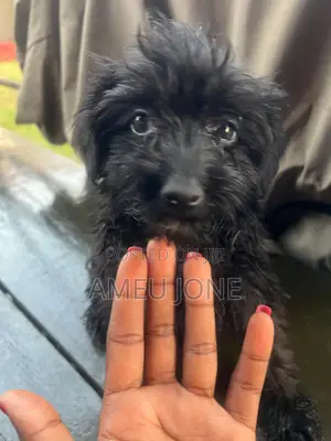 1-3 months Male Purebred Maltese