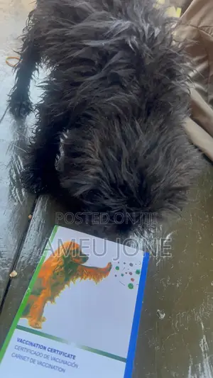 1-3 months Male Purebred Maltese