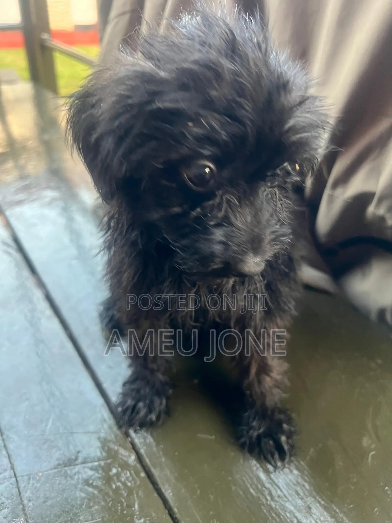 1-3 months Male Purebred Maltese