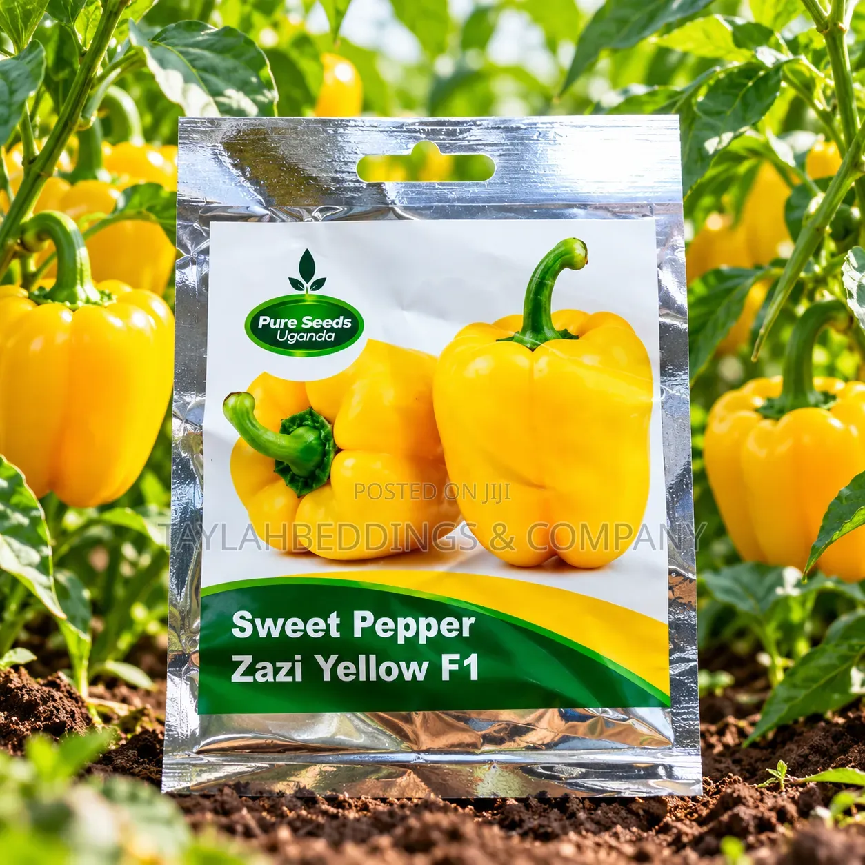 Sweet Pepper Zazi Yellow F1 Seeds – Premium Yellow Bell Pepper Variety