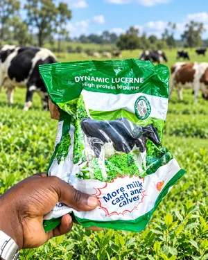 Dynamic Lucerne Seeds – High-Protein Fodder for Dairy Cattle