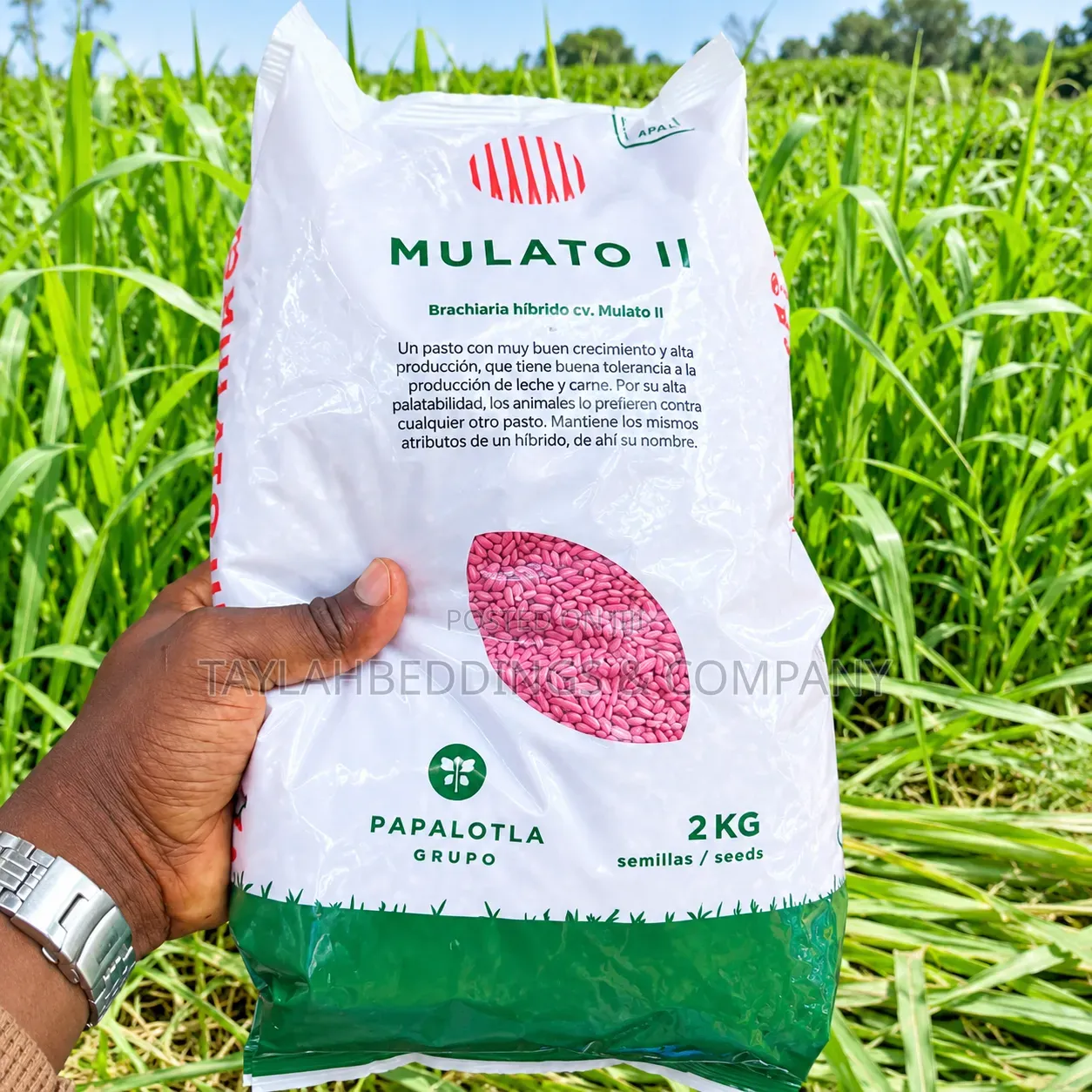 MULATO II Brachiaria Hybrid Grass Seeds – 2KG Pack for Cattle Feeding