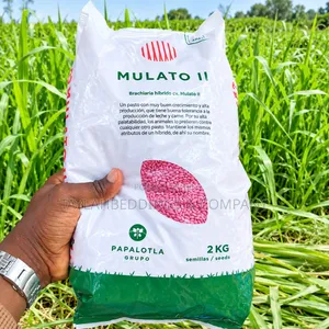 MULATO II Brachiaria Hybrid Grass Seeds – 2KG Pack for Cattle Feeding