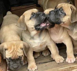 1-3 months Male Purebred Boerboel