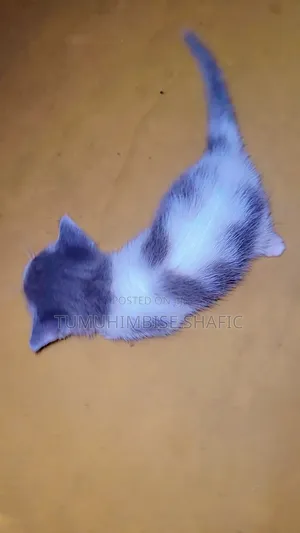 1-3 months Male Purebred Cat