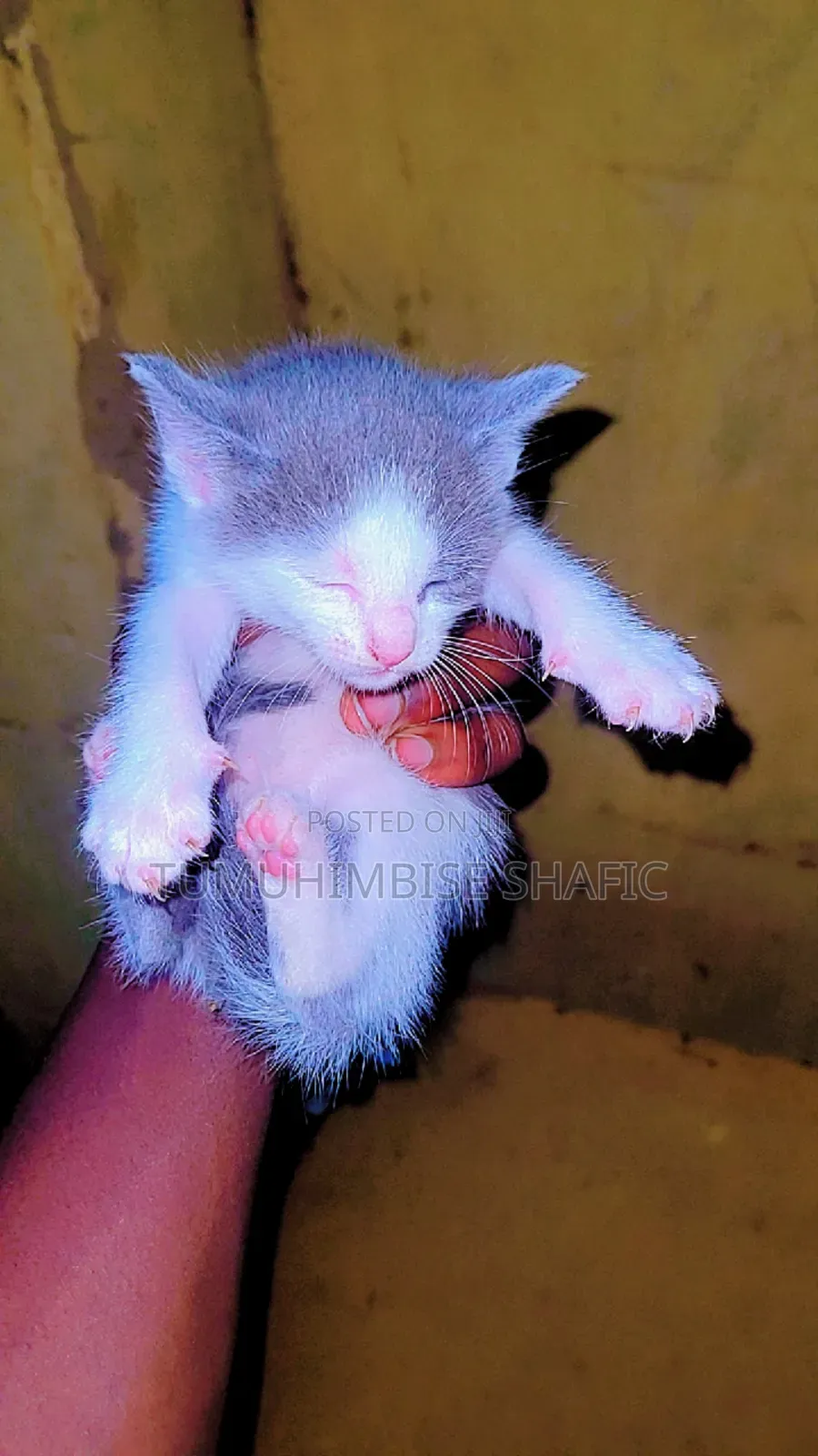 1-3 months Male Purebred Cat