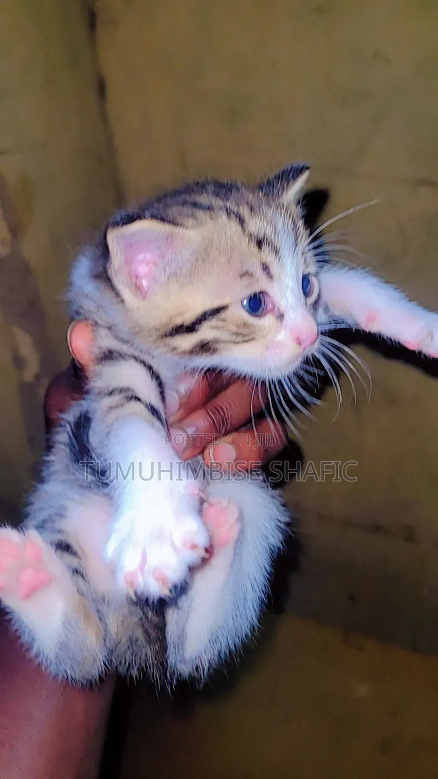 1-3 months Male Purebred Cat