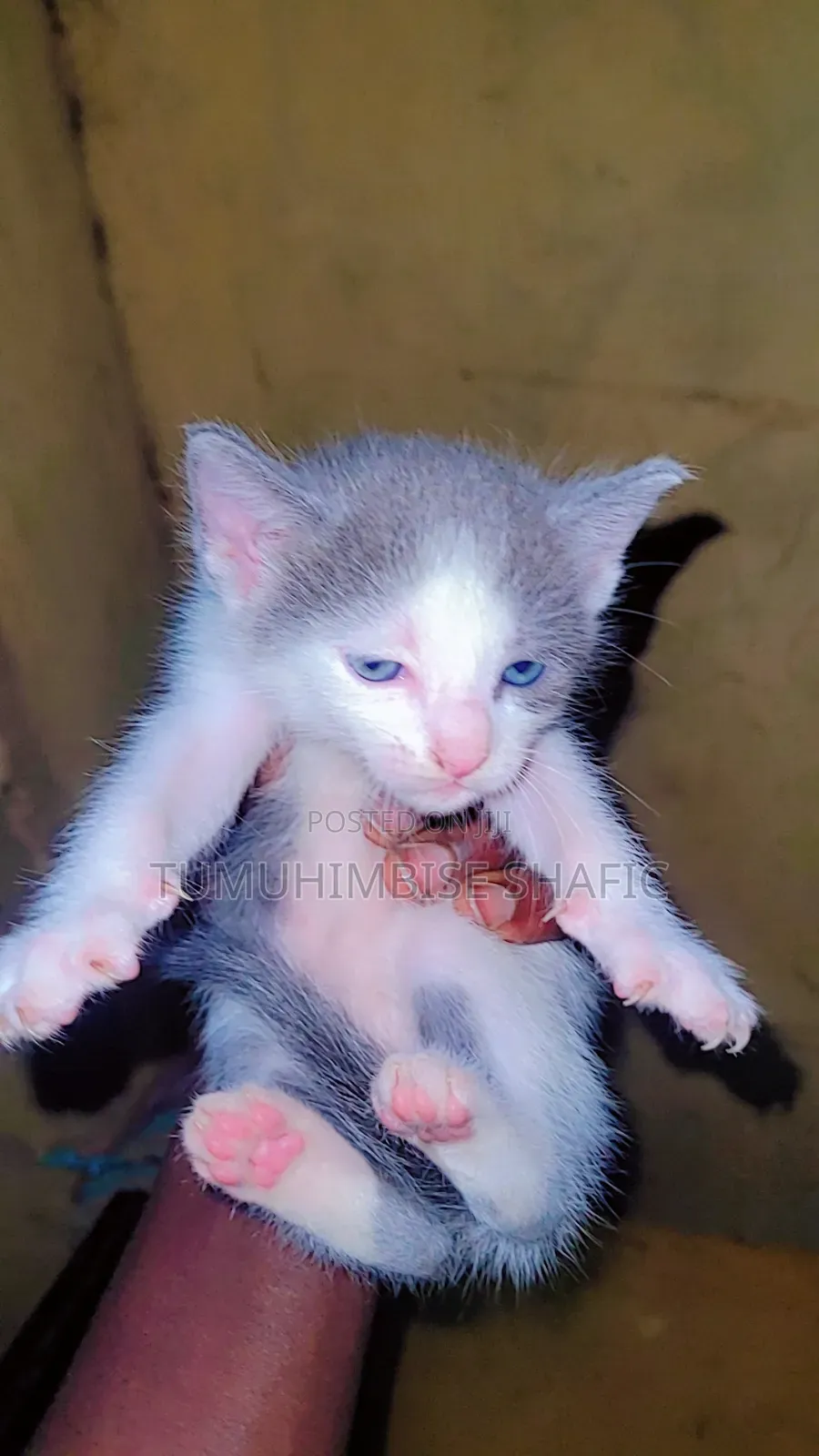 1-3 months Male Purebred Cat