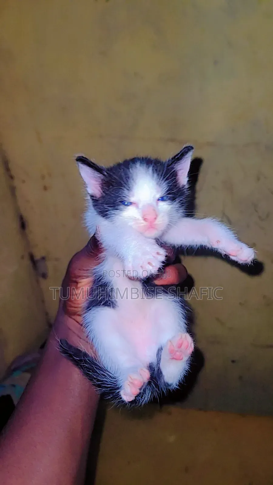 1-3 months Male Purebred Cat