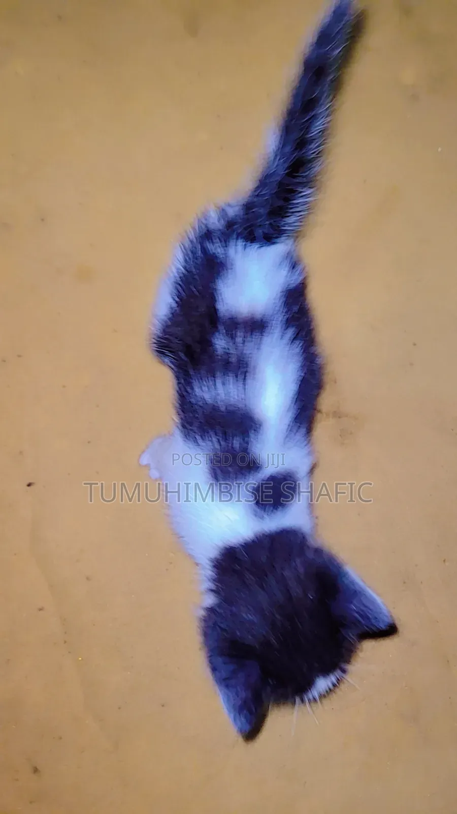 1-3 months Male Purebred Cat